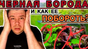 Как убрать водоросли черная борода с аквариума?