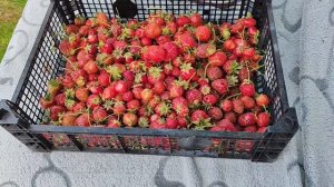 Закупка продуктов, доделала клумбу🤗