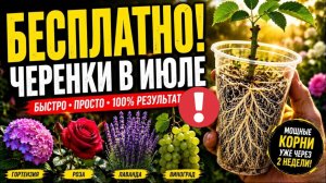 Хватит Тратить Деньги на Саженцы! 16 растений, которые нужно черенковать в Июле!