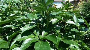 Как обрезать пион после цветения и чем подкормить🌿