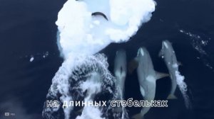 Антарктида: что скрывается под километрами льда