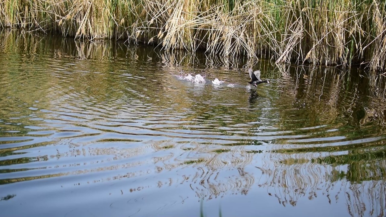 Птица Лысуха (водяная курочка) на водоёме. смотреть онлайн