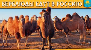 🐫Бауржан Оспанов дарит верблюдов Ерагыю Гишларкаеву. Казахские бактрианы едут в Волгоград