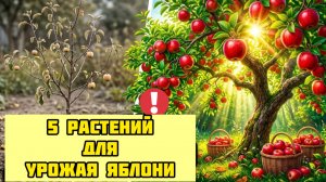 Почему дикие яблони ломятся от плодов, а ваши нет? 5 растений под яблоню для двойного урожая