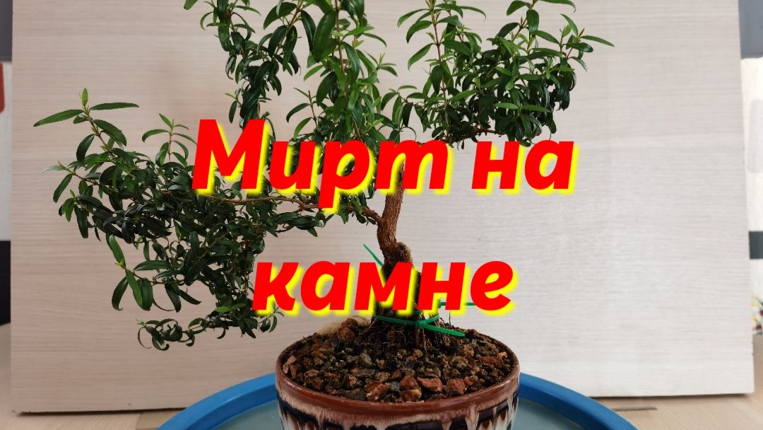 Бонсай Шахин.