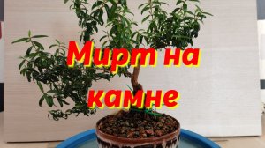 Мирт на камне