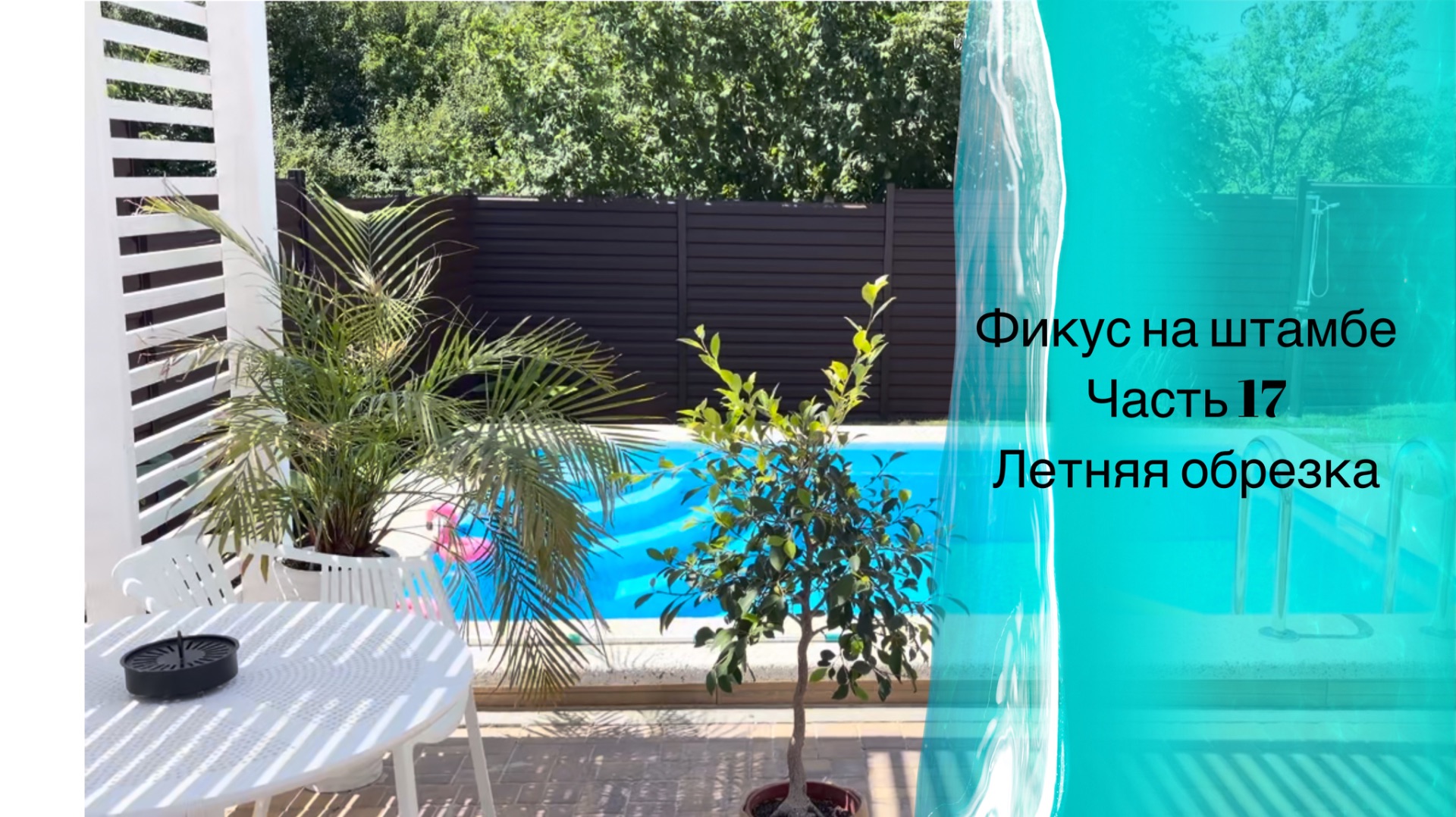Фикус на штамбе