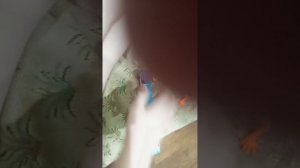 заряд