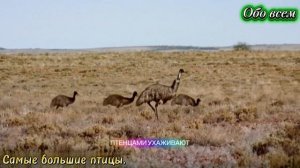 Самые большие птицы...