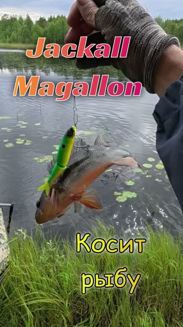 Jackall Magalon topвоблер.#рыбалка #fishing