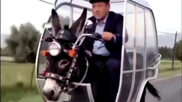 Мото осел на трассе