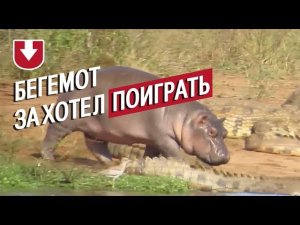 Маленький бегемот решил поиграть сначала с крокодилами, потом с буйволом. У него ничего не вышло