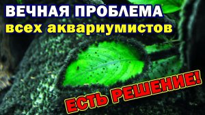 Решил ВЕЧНУЮ проблему всех аквариумистов! ПаЛюДаРиУм для выращивания растений без водорослей!
