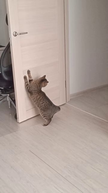 Коты