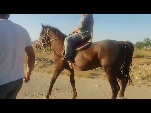 Бокимда чиккан отди шундай килиб совитишди бошлайди смотреть онлайн