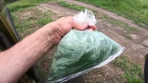 ИВАН ЧАЙ,самый простой способ ферментации. 05.07.2026 г.