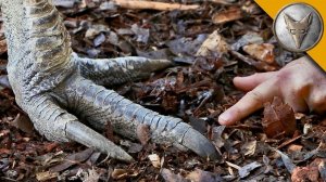 ЖИВОЙ ДИНОЗАВР! (КАЗУАР - самая опасная птица на планете) Койот Питерсон на русском
