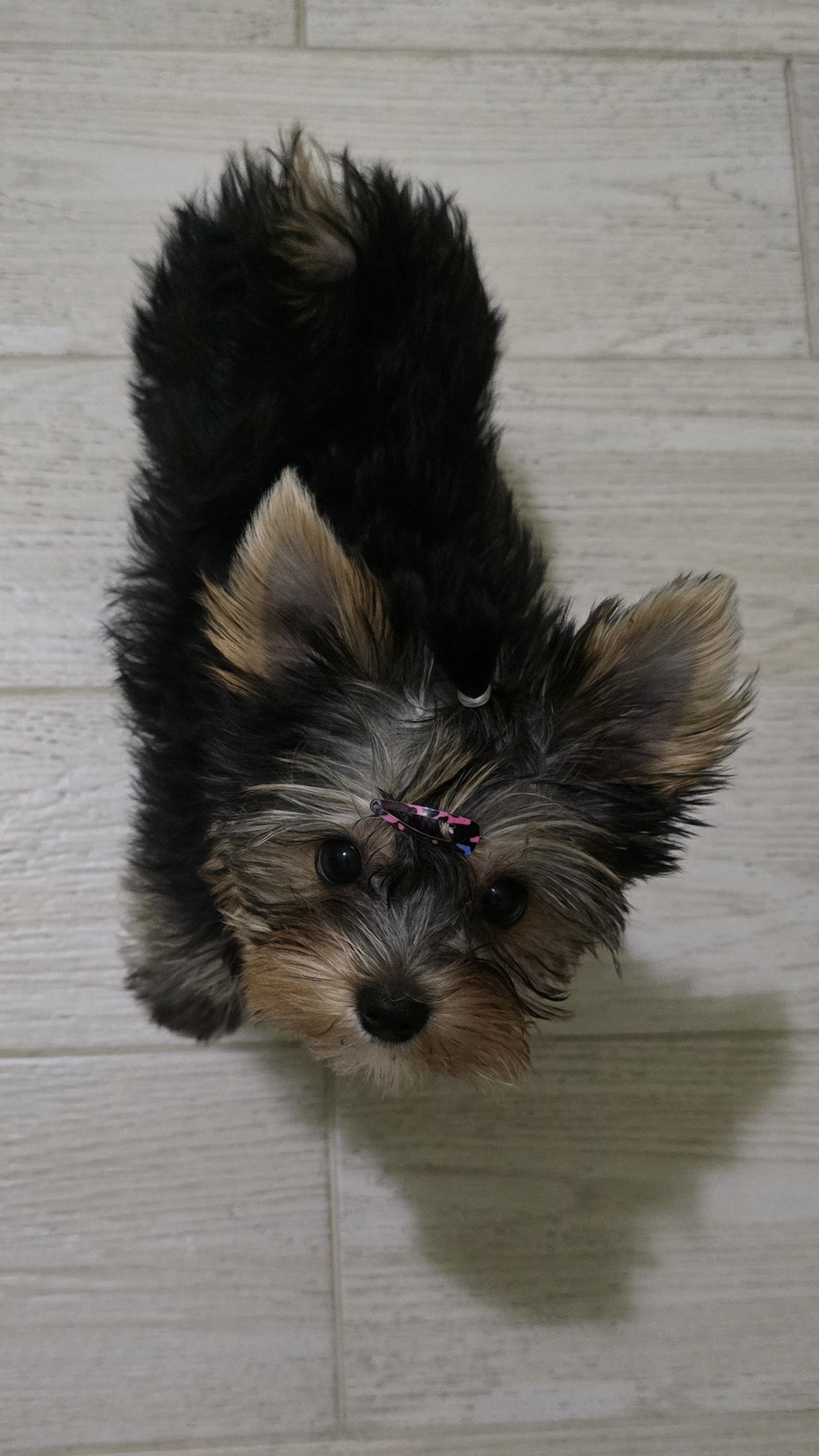🐾Дрессировка Плюшевых Тигров🐶🫶
