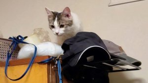 Мама-кошка и её котята. Котёнок Винни забрался на шкаф.