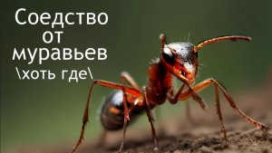 Дача-борьба с муравьями 💯%