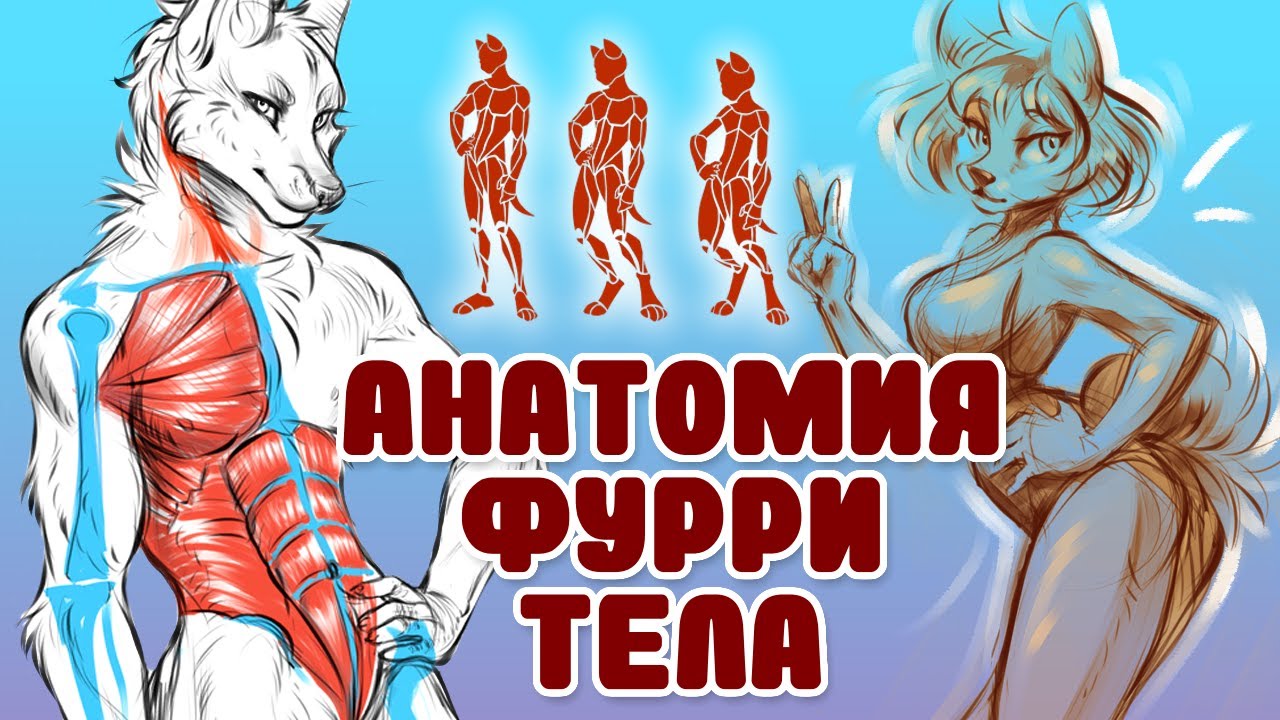 🐱Как рисовать тело фурри ? / Анатомия идеального фурри персонажа🖌️ смотреть онлайн