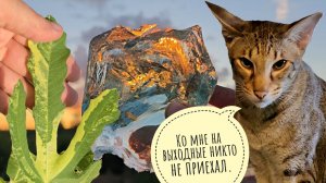 Распаковка редких инжиров и сверкающих блестяшек! К коту Марселю и Псу Кубику не приехала Маша