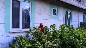 Минус один...воскресенье пролетело , черная смородина пошла...