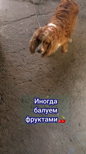 #Shorts Джесси любит вишню🍒 смотреть онлайн