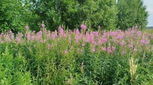 Переход пчёл на новый медонос 5 июля.