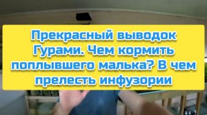 Прекрасный выводок Гурами. Чем кормить поплывшего малька? В чем прелесть инфузории