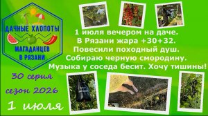 1 июля вечером на даче.В Рязани жара +32.Повесили душ.Собираю черную смородину.Музыка у соседа бесит