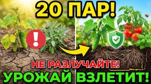 20 пар овощей, которые нельзя разлучать! Сажайте рядом для защиты от вредителей и рекордного урожаю!