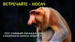 ❓ КТО ЭТОТ ПАРЕНЬ 🐒 НОСАЧ – ГЛАВНЫЙ МОДНИК ДЖУНГЛЕЙ 👔