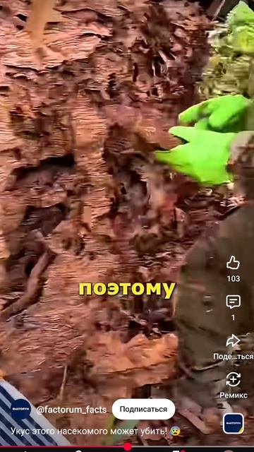 шершни смотреть онлайн