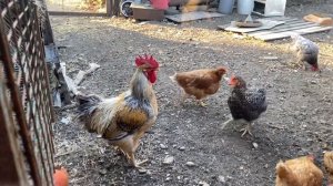 Как петух созывает кур