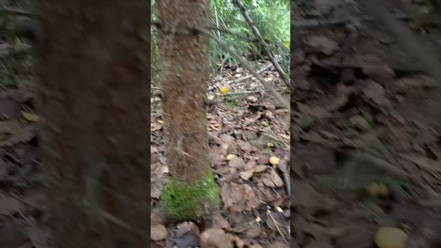 прекрасный день в лесу 🔥