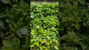 Уход за клубникой в период плодоношения🍓
