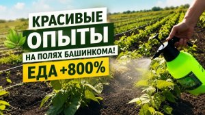 Почему урожай в Турушле стал полезнее до +800%? Биотехнология АС-35