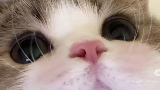 што што смотреть онлайн