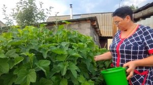 ЖИЗНЬ В СЕЛЕ:ЧАСТЬ2/СЪЕЗДИЛИ К СВАХЕ ЗА МАЛИНОЙ/НАРВАЛА ЛИСТЬЯ СМОРОДИНЫ
