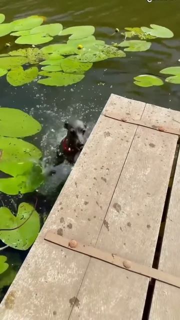 The funniest dog water fails you'll see today! 😭😂 #dogs #funny(1)