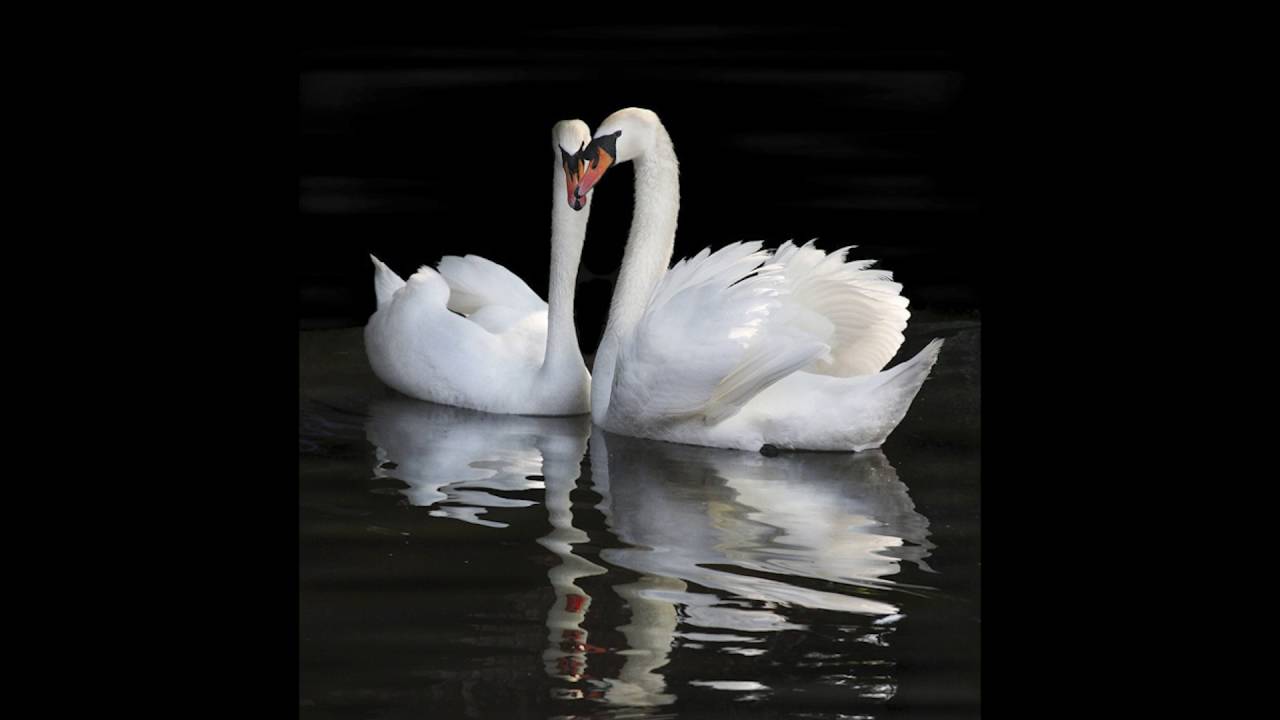 Violin Elena Rays. Music Swan Lake - White adagio смотреть онлайн