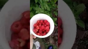 Собираем малинку