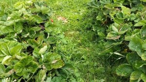 Наша клубничка.🍓😃Что у нас  в теплицах...Обзор.
