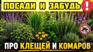 10 растений от клещей и Комаров: посадите их и забудьте о насекомых!