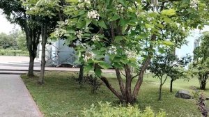 5 июля ЧТО за РАСТЕНИЕ  кто знает