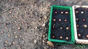 Посадка Лука Севка летом на зелень в перегной из скошенной травы
