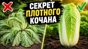 Посадите ПЕКИНСКУЮ КАПУСТУ так в ИЮЛЕ! Больше никакой стрелки и лопухов!