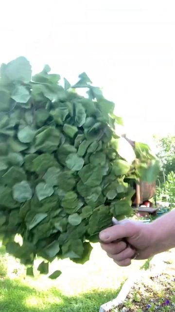Как из Осины вязать веник для бани Knitting a Aspen Broom for My Bathhouse смотреть онлайн