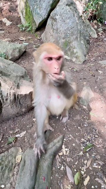 Fun Moments Feeding Monkeys🐒🐵😂#funny#monkeys#ainmals#foryou#fyp